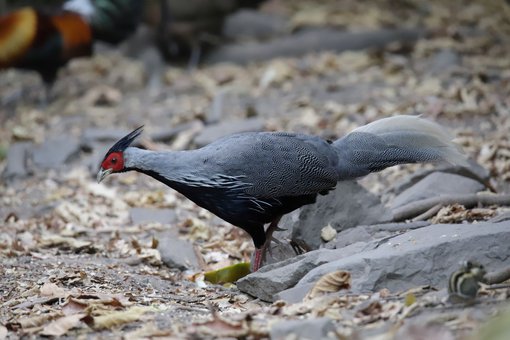 01 Kalij Pheasant male compressed.JPG