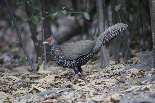 02 Kalij Pheasant Roger Christopher.JPG