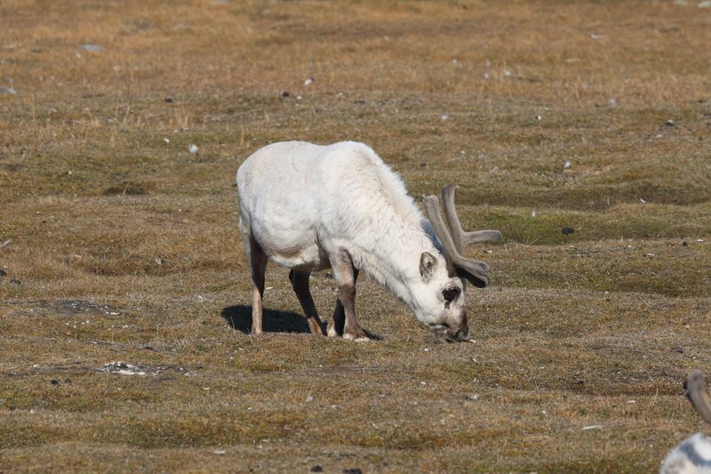 Reindeer CPC 036A4482 cropped