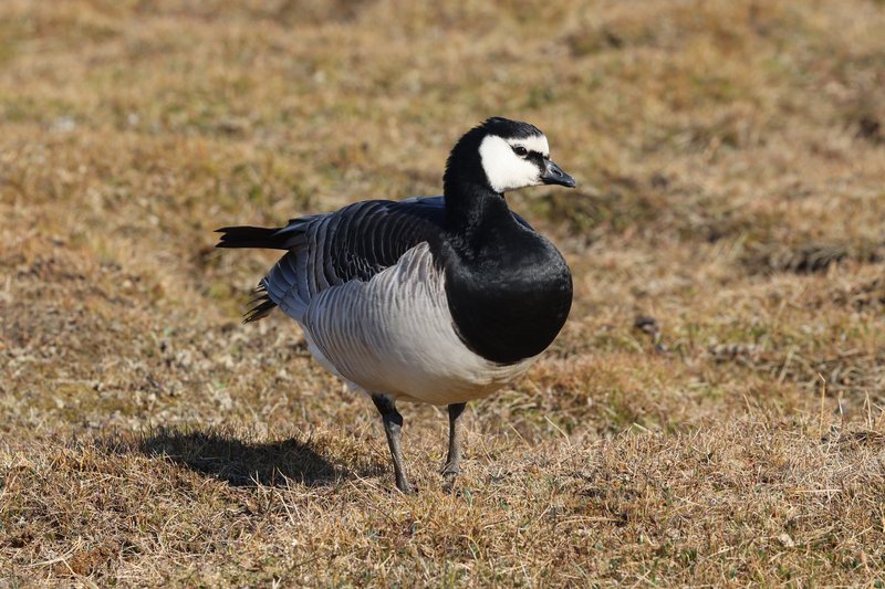 Barnacle Goose CPC 036A4503 cropped