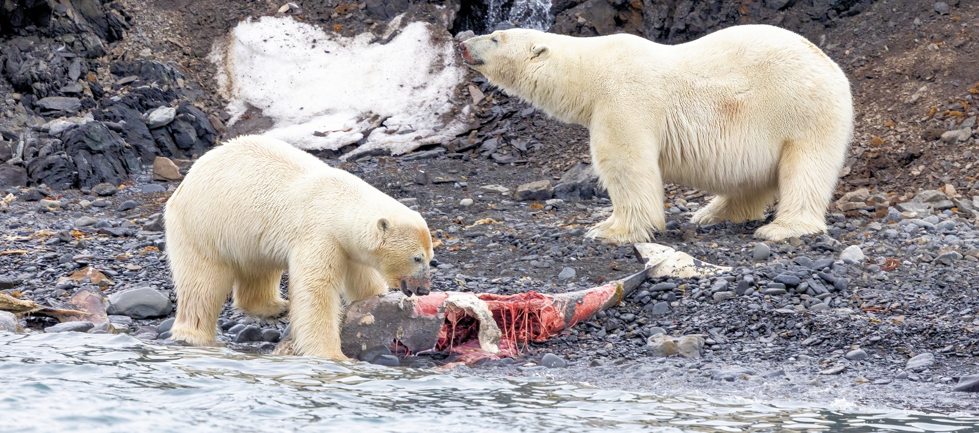 Polar Bears, Spitsbergen © Chris Collins, June 2024