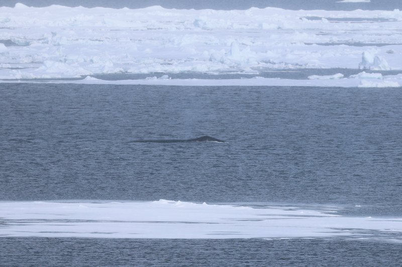 Bowhead Whale CPC 036A6467 cropped compressed