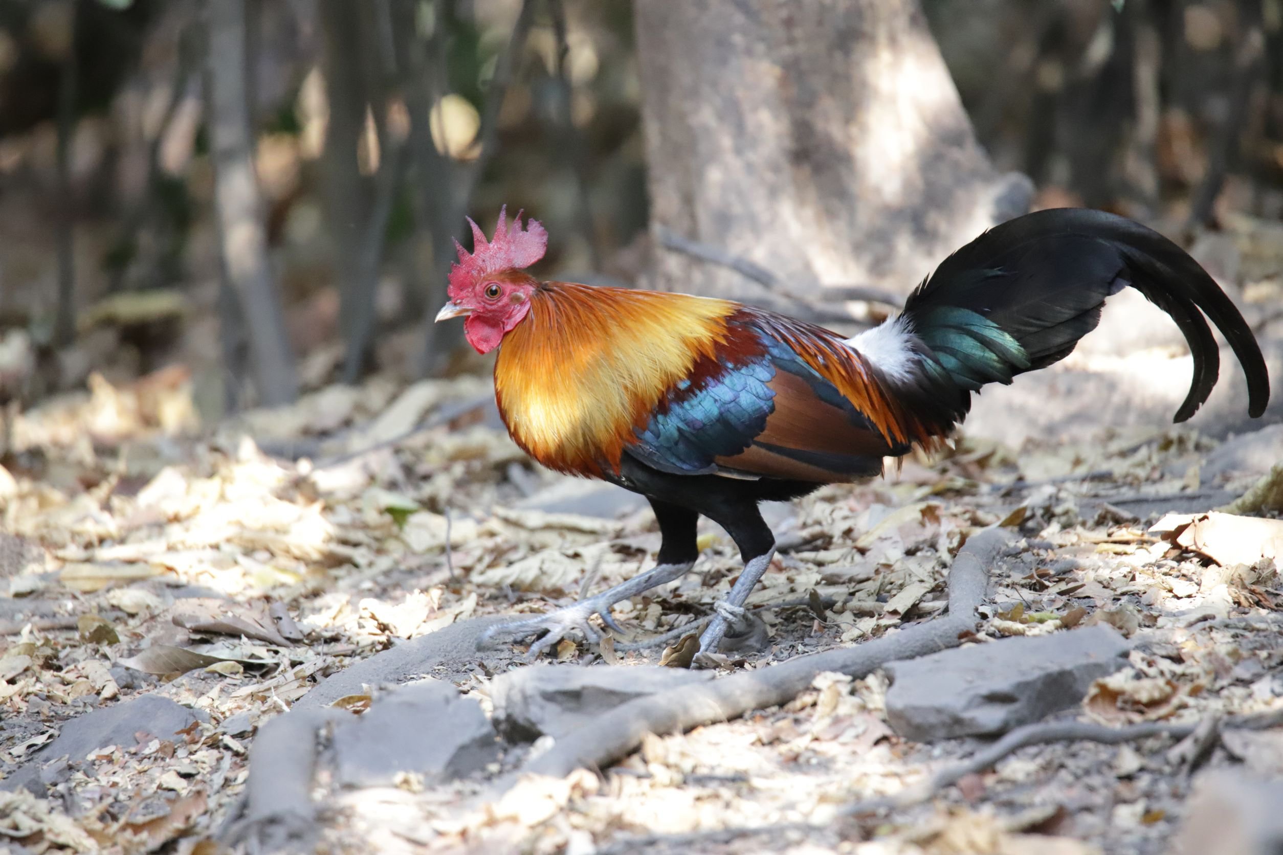 06 Red Jungle Fowl Roger Christopher.JPG