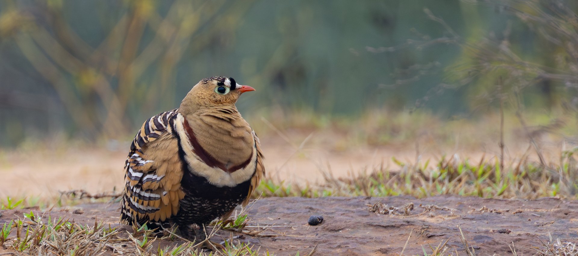 Painted Sandgrouse © Fernando Enrique Navarrete