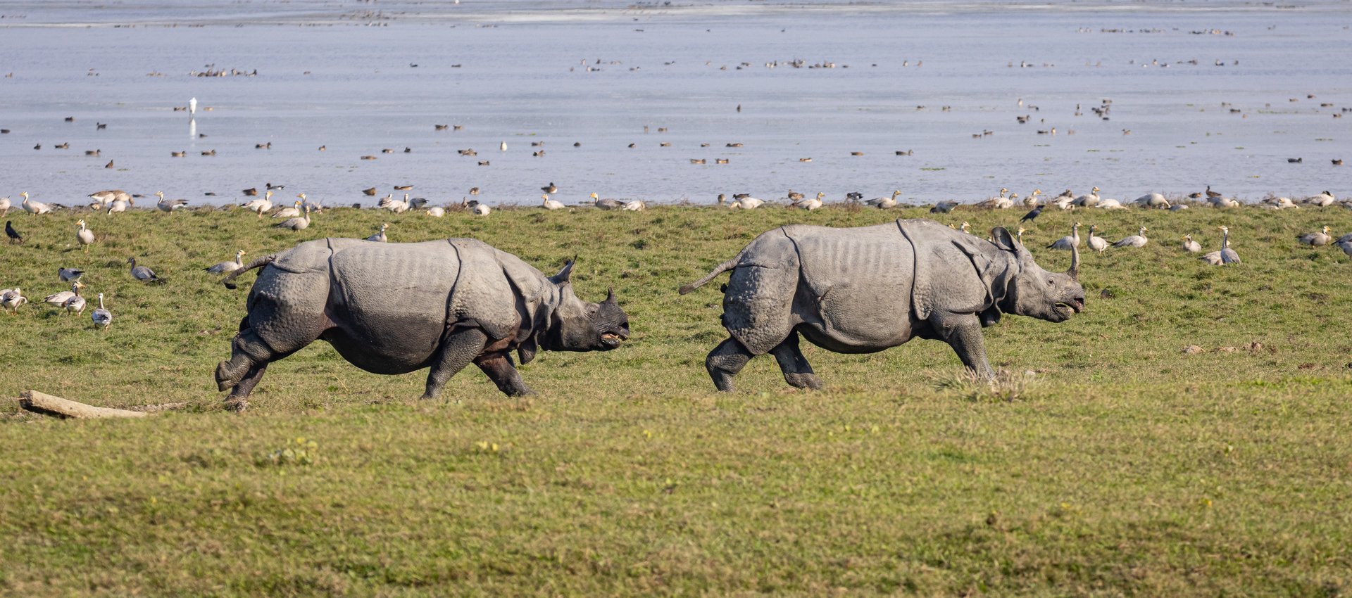 Kaziranga National Park is without question one of the best places in the world to see the rare Greater One-horned Rhinoceros © Fernando Enrique Navarrete