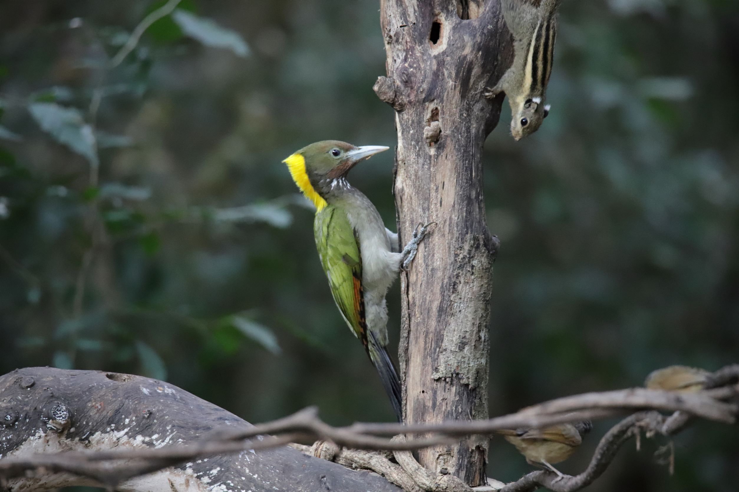 12 Greater Yellownape Roger Christopher.JPG