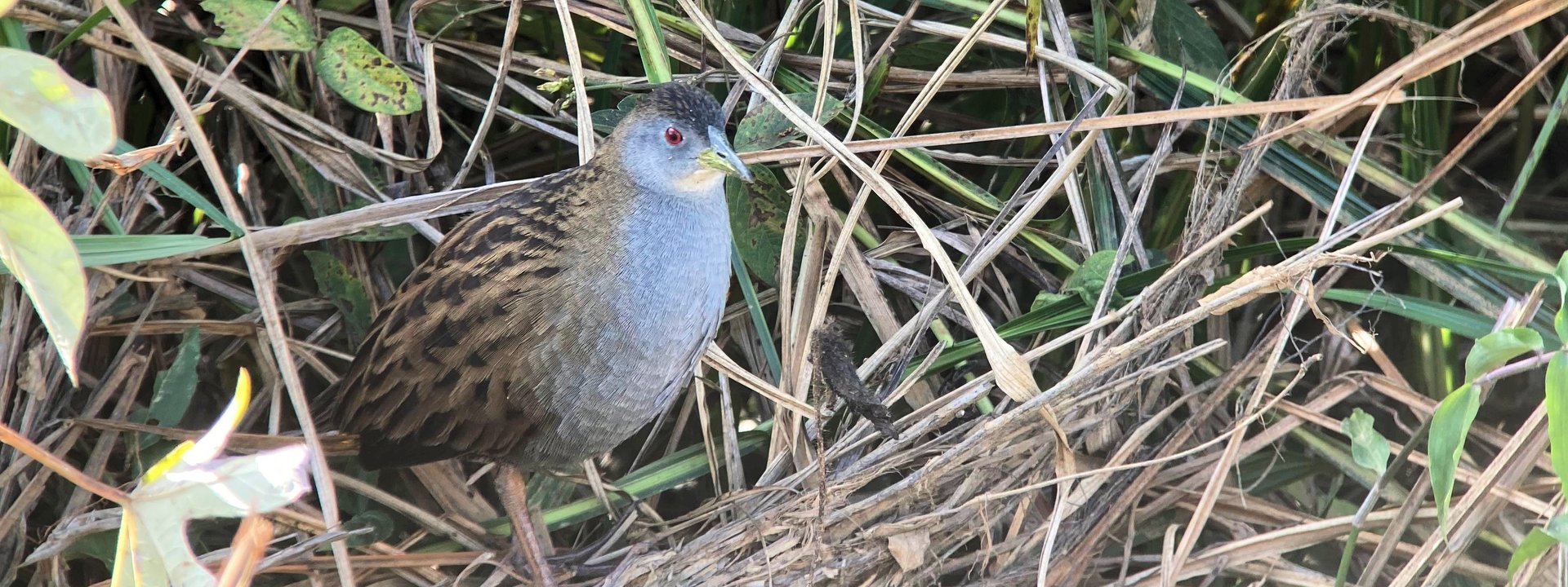 https://limosa-holidays-co-uk.s3.amazonaws.com/images/13_Ash-throated_Crake_at_Sumidour.4e0f400d.fill-1920x720.jpg
