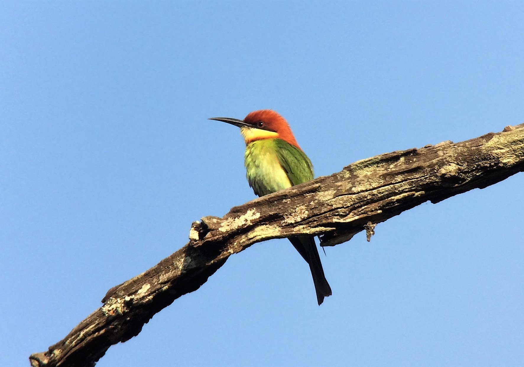 19 Chestnut-headed Bee-eater DW.JPG