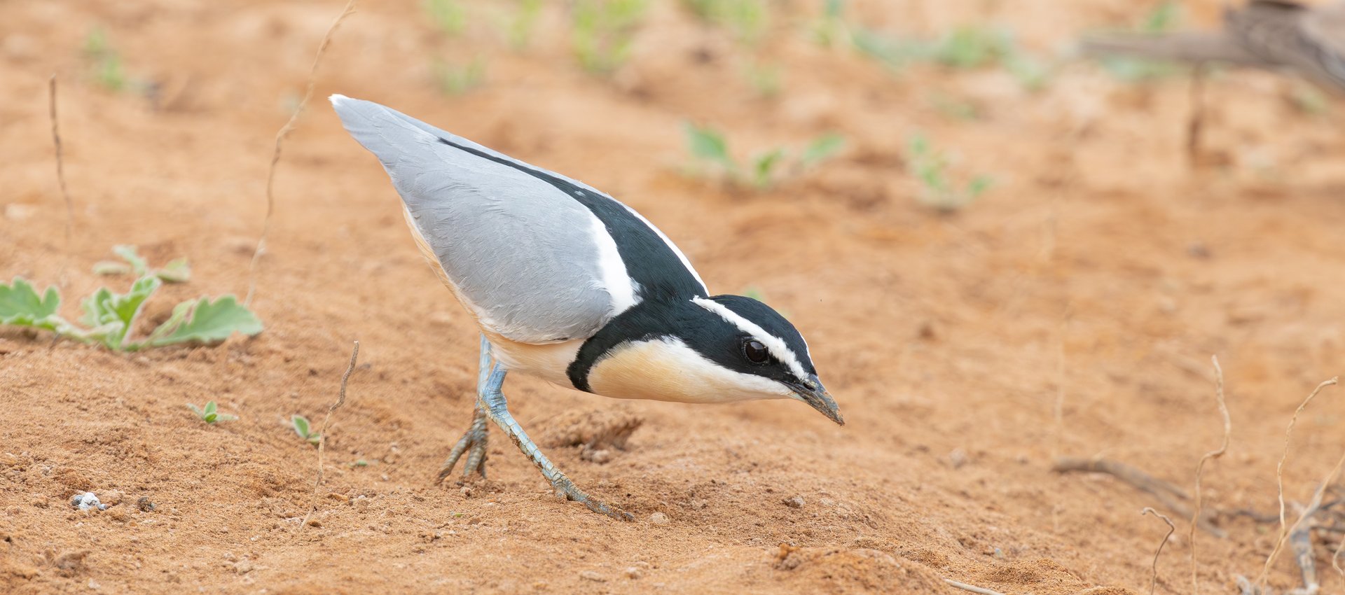 limosa bird tours