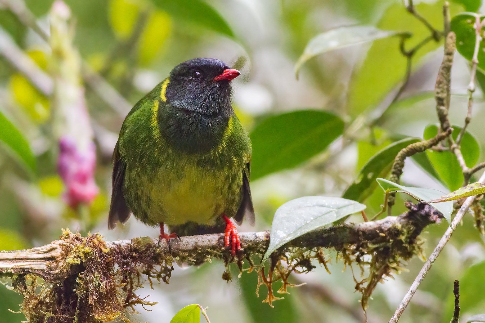Green-and-black Fruiteater by Carl Downing.jpg