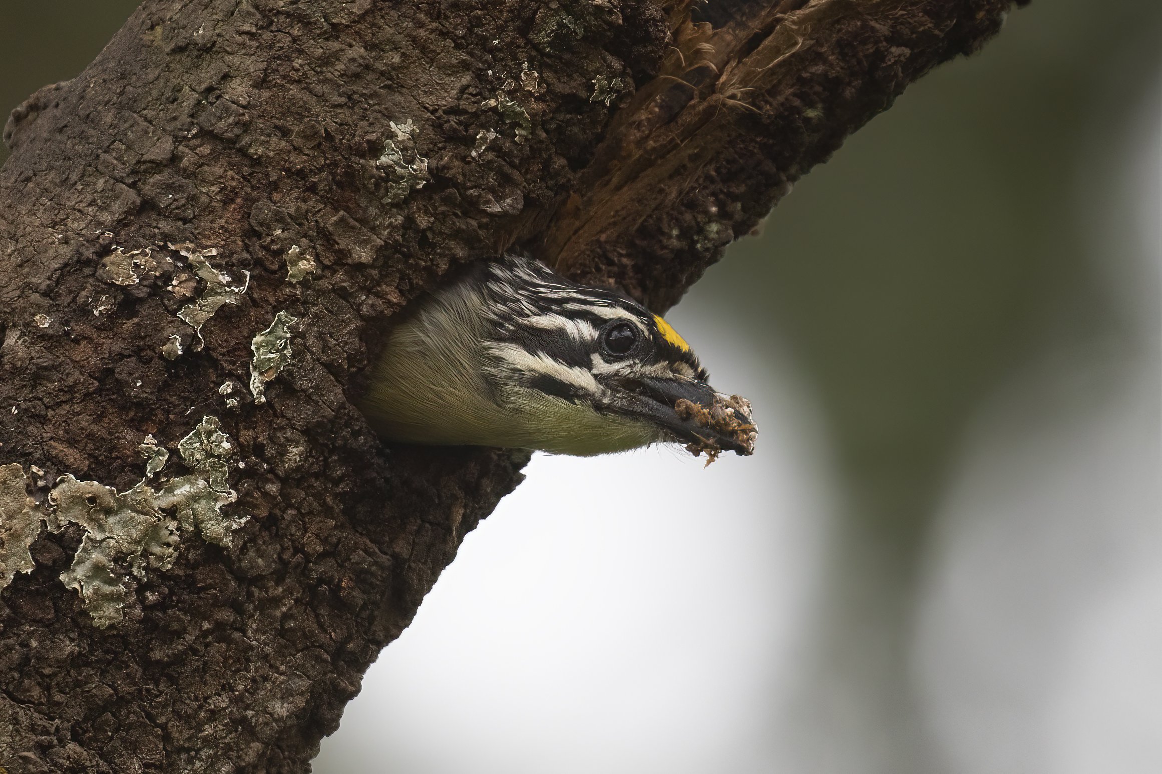 Yellow-fronted Tinkerbird