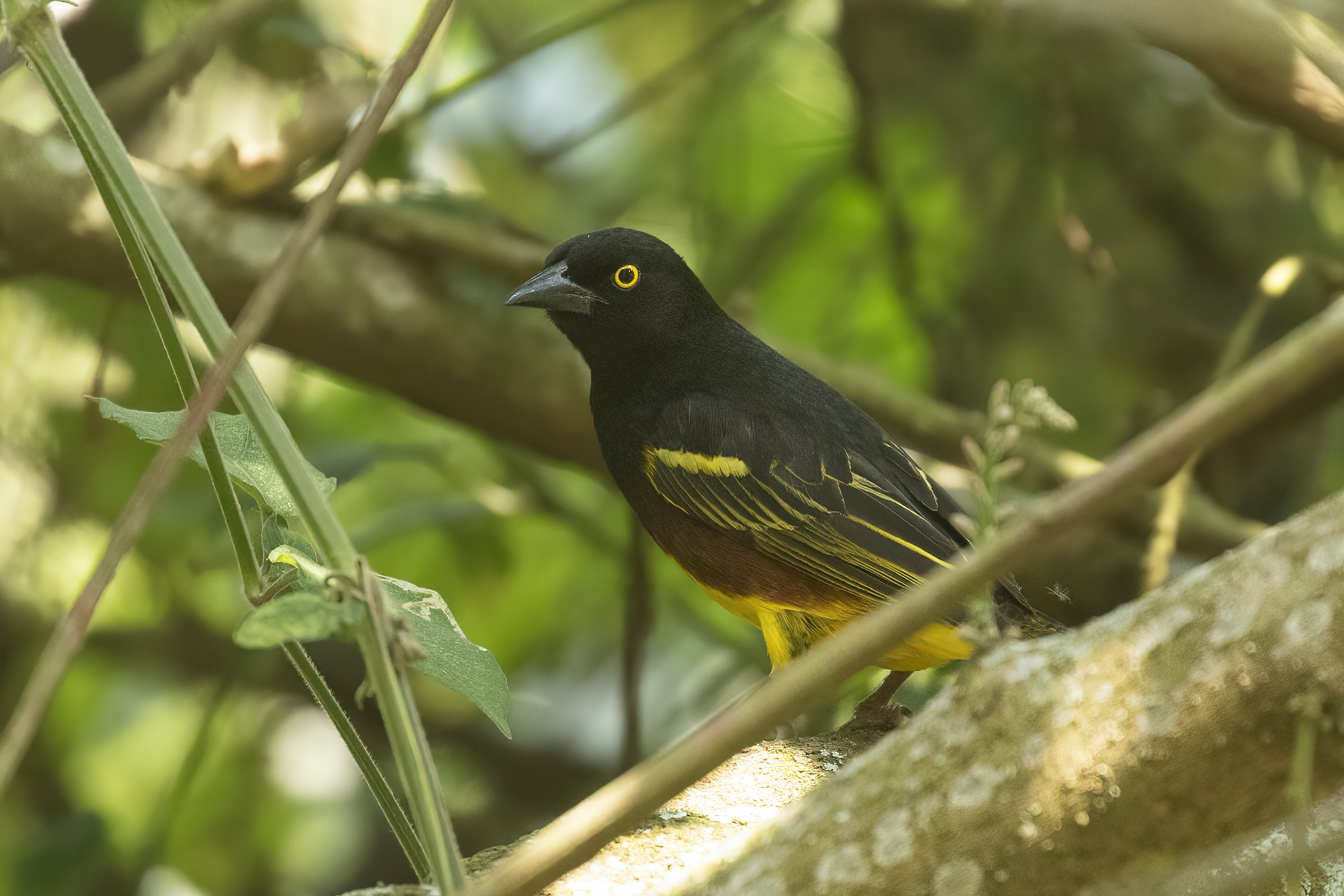 20200725-weaver 01