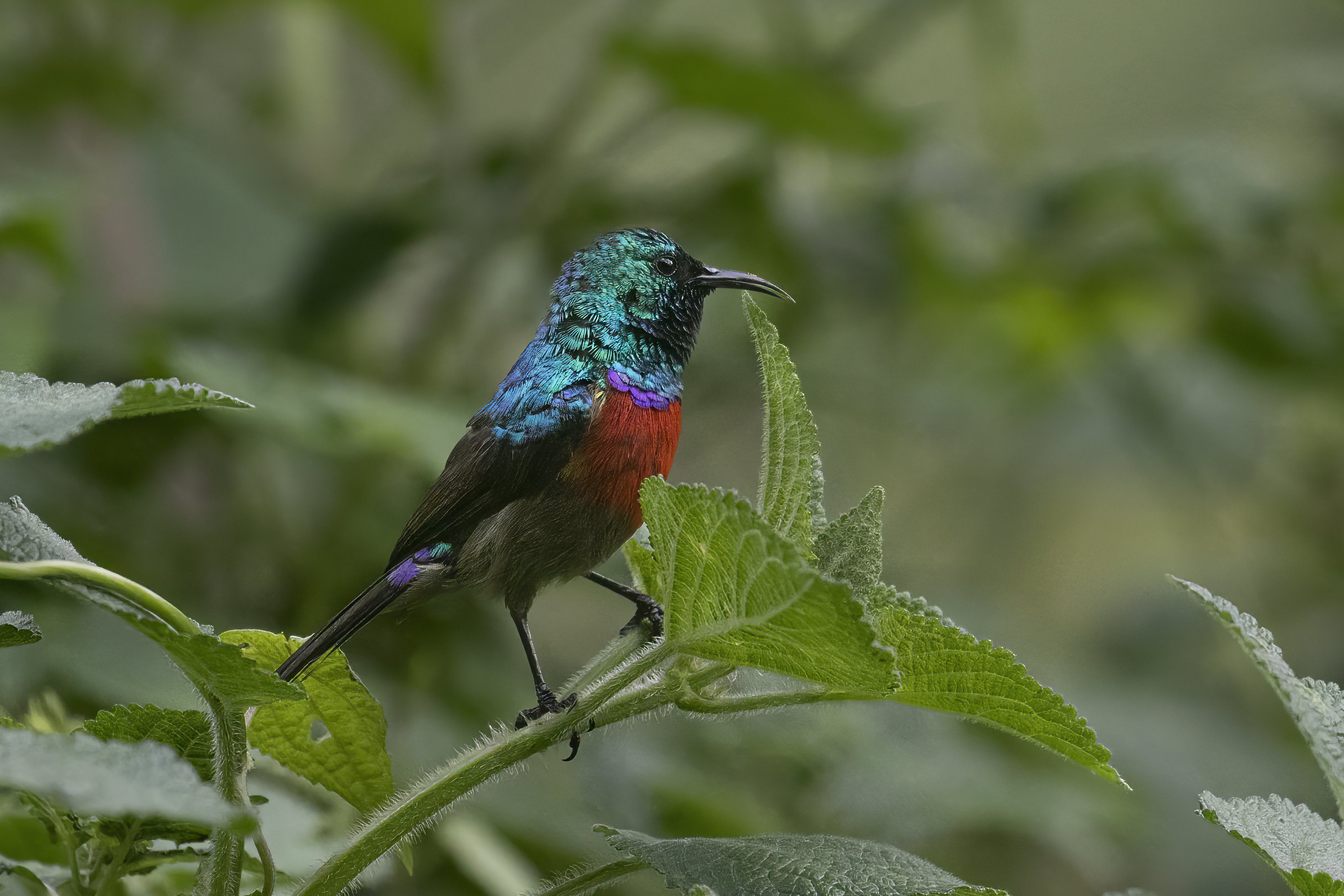 20210415-sunbird 01