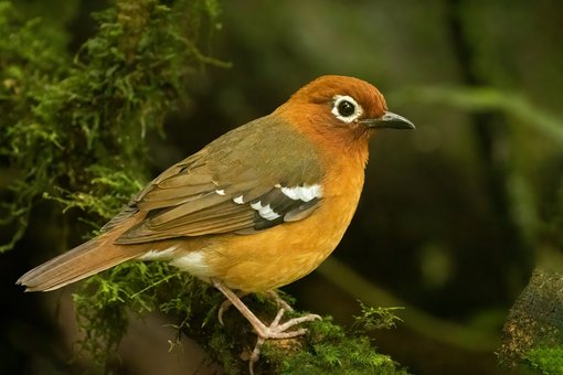 Abyssinian Ground-Thrush