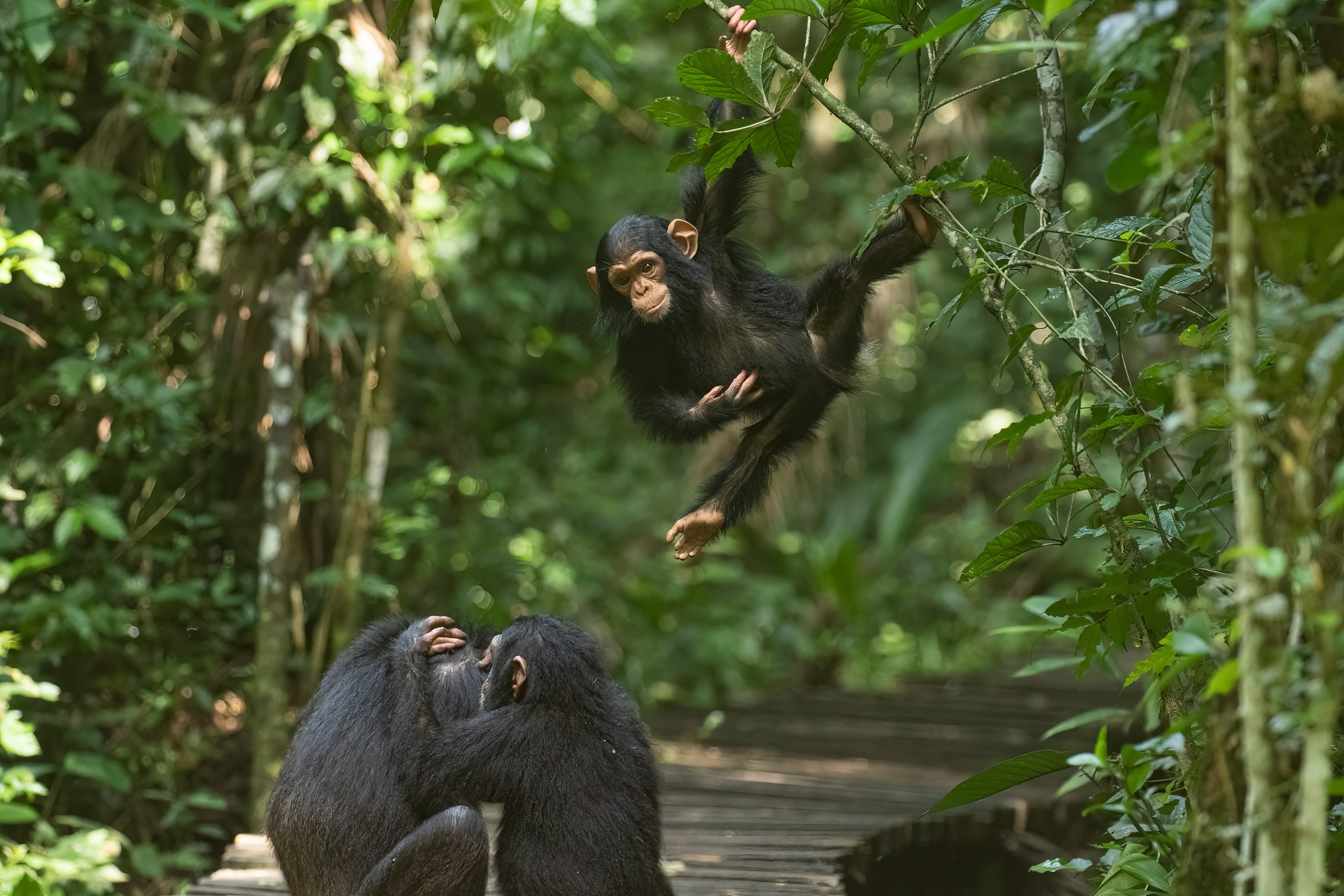 20211125-chimps 01