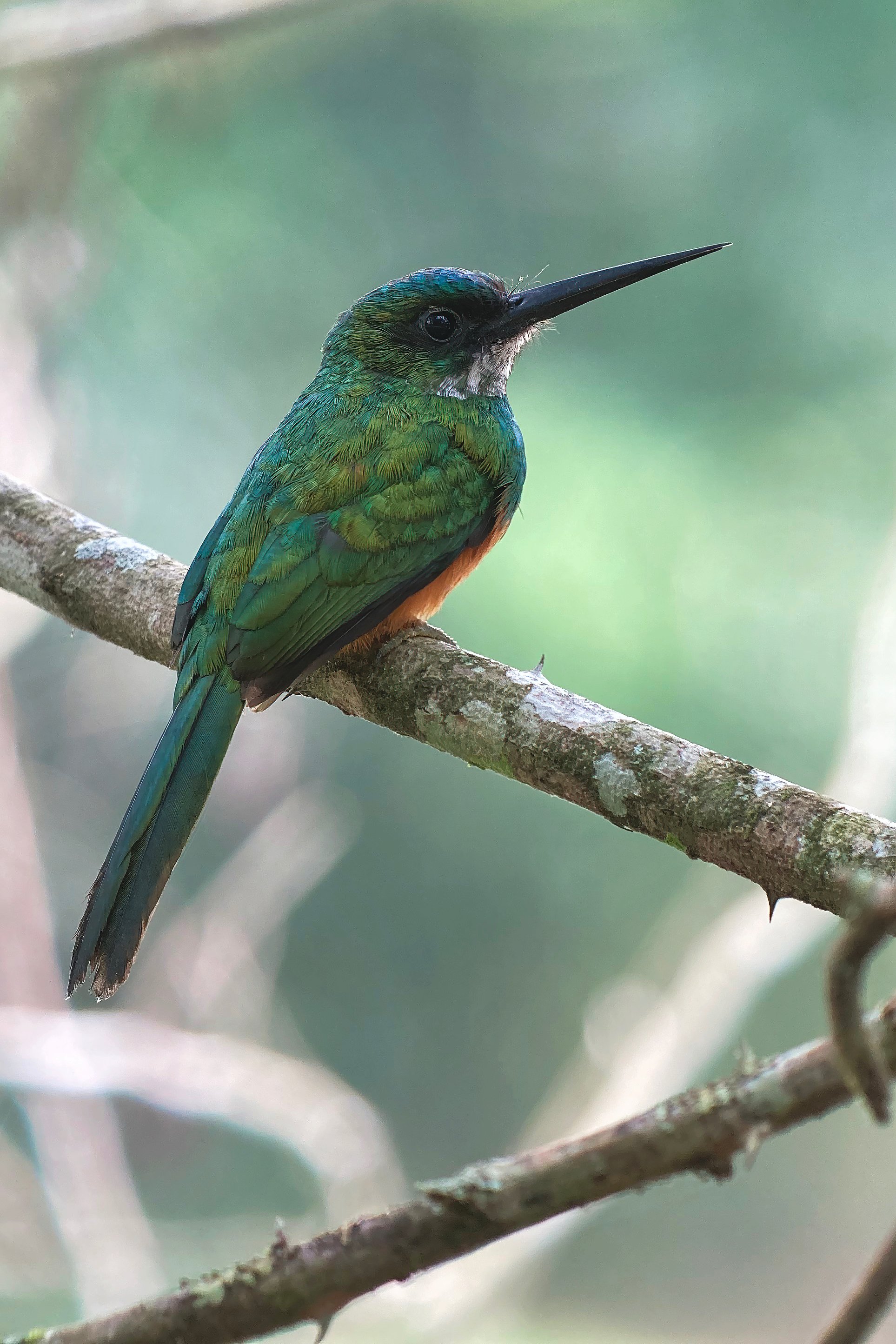 2022-06-30 5 Rufous-tailed Jacamar at REGUA David Walsh