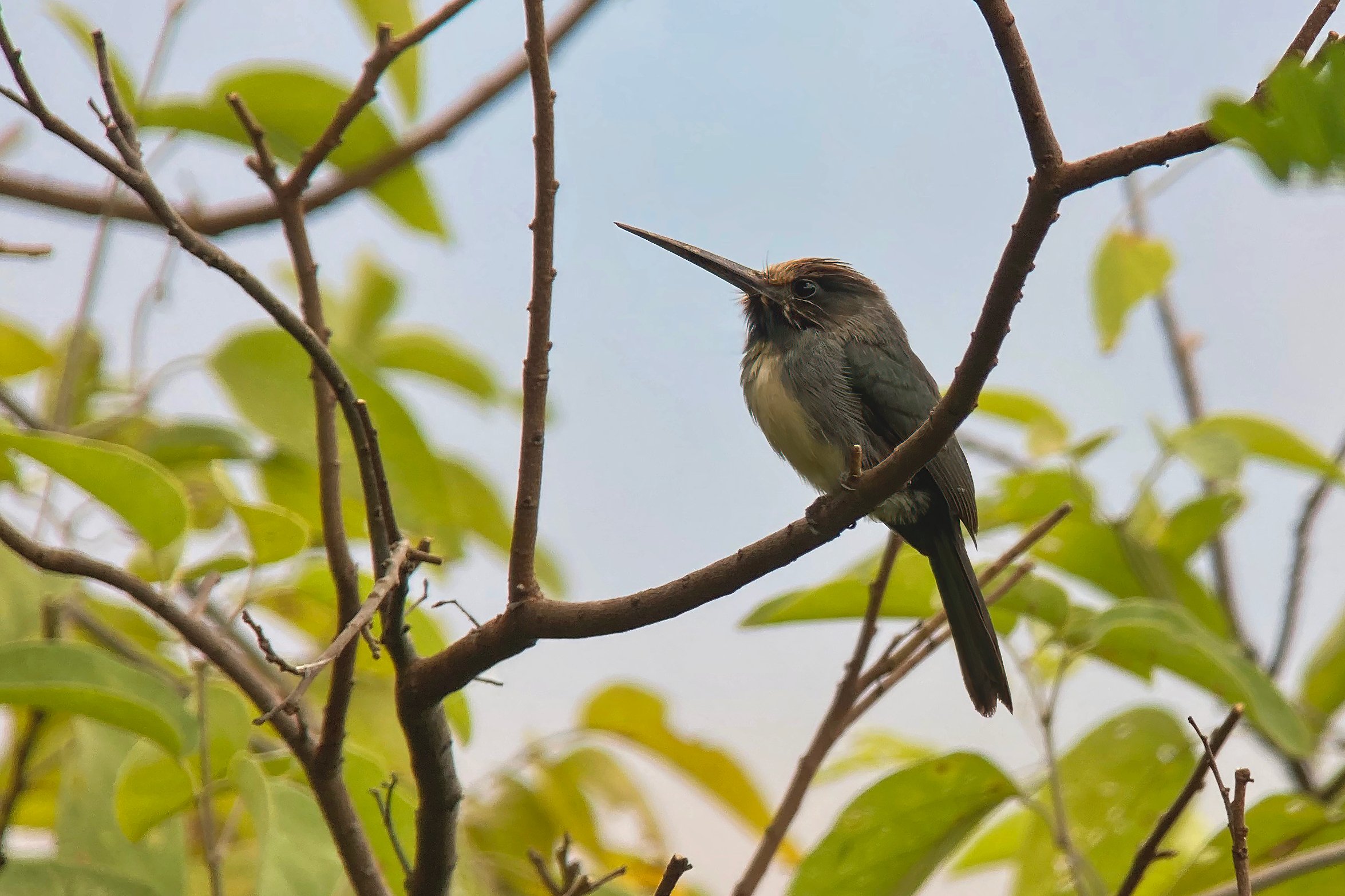 2022-07-01 1 Three-toed Jacamar at Carmo David Walsh