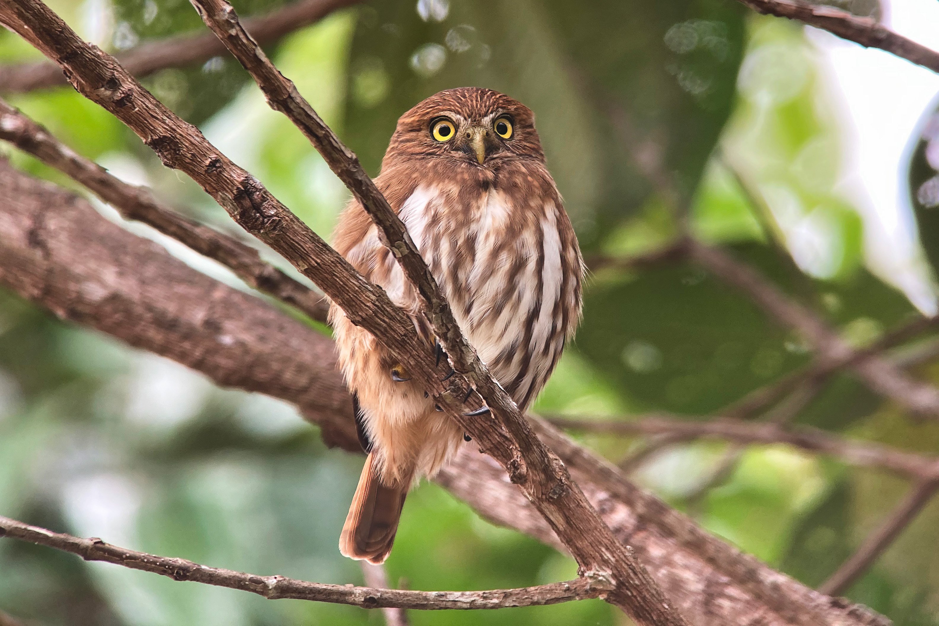 2022-07-01 2 Ferruginous Pygmy Owl at Carmo David Walsh