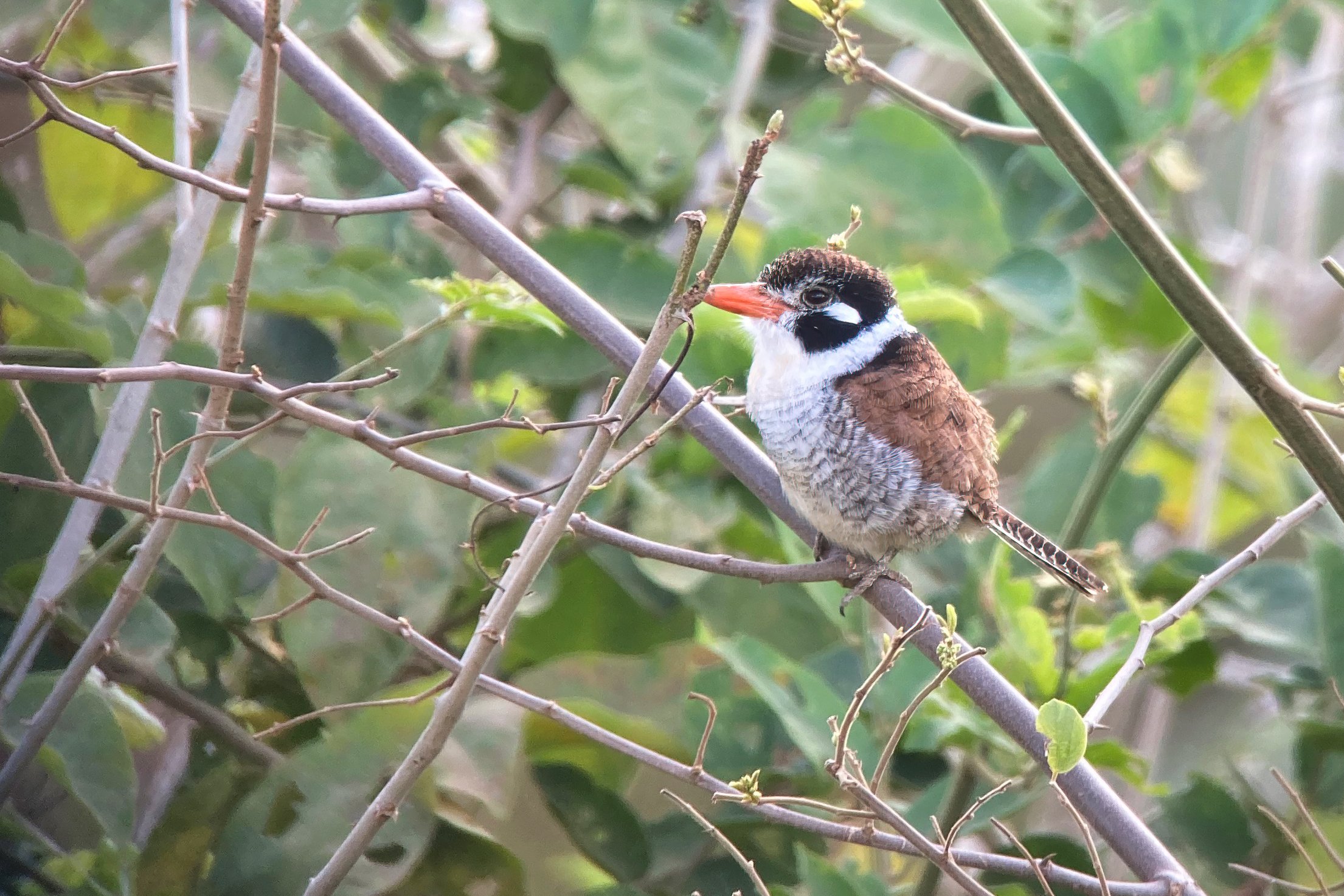 2022-07-01 4 White-eared Puffbird at Sumidouro David Walsh