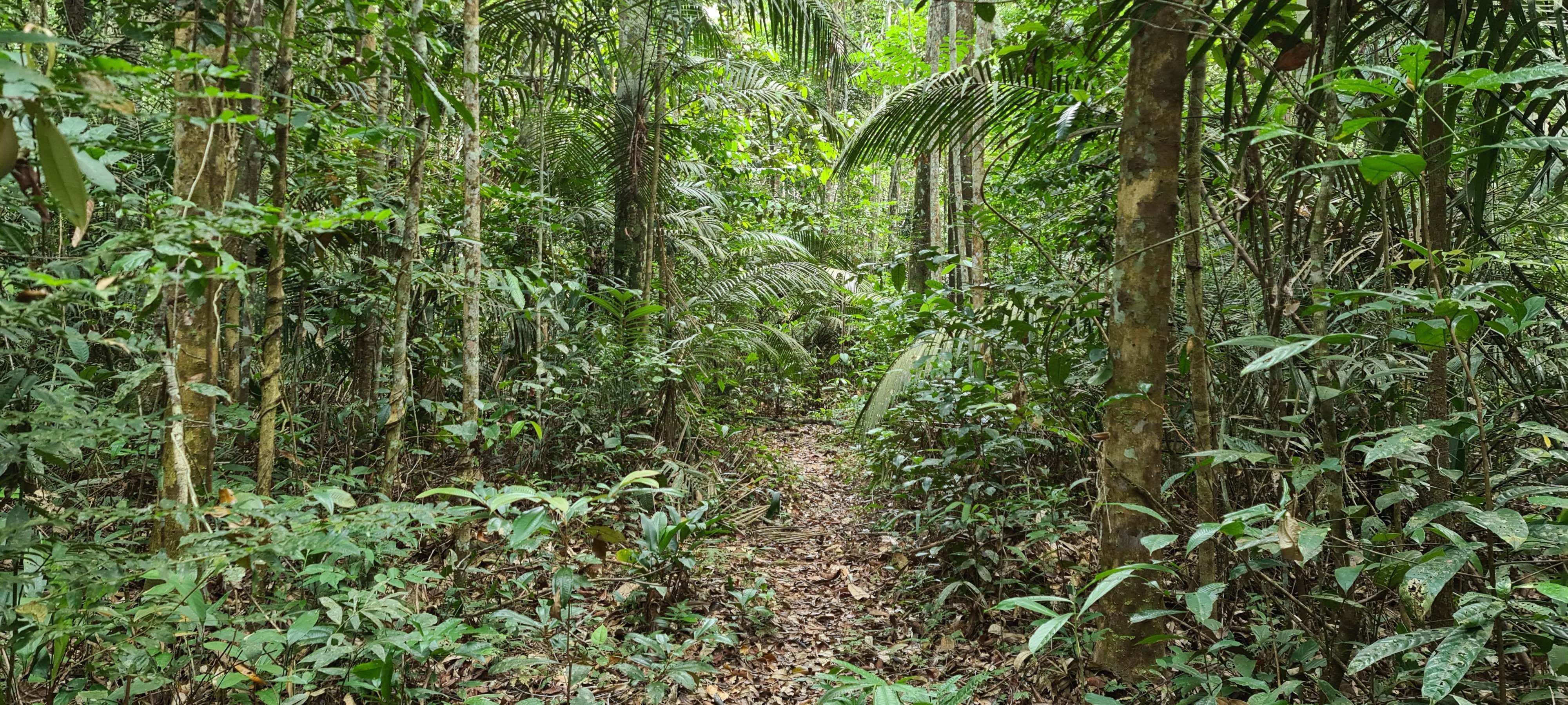 Remote Amazon trail 20220903_100015