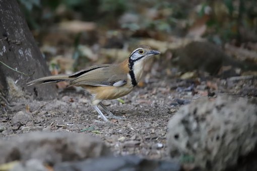 20 Greater Necklaced Laughingthrush Roger Christopher.JPG