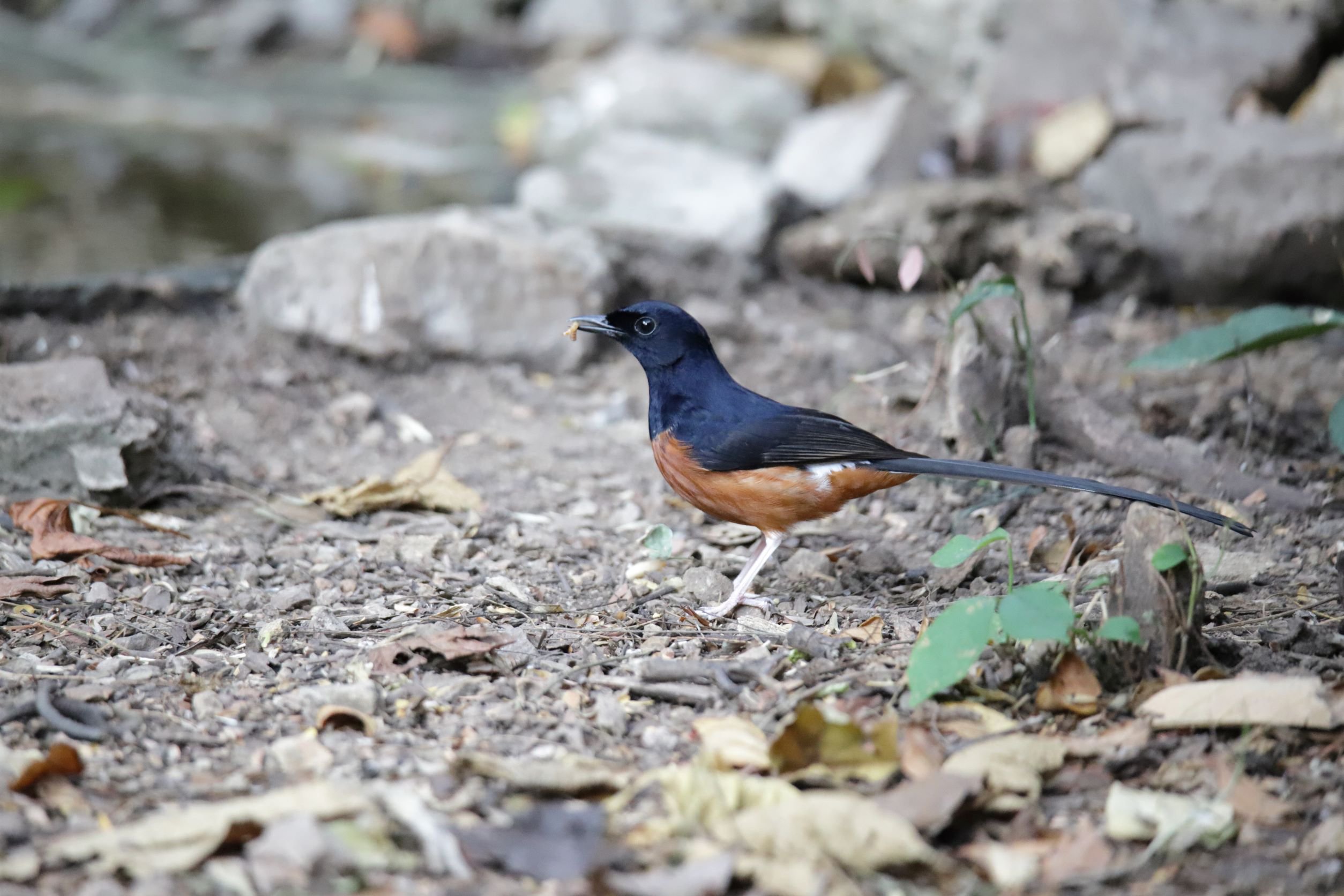 25 White-rumped Shama Roger Christopher.JPG