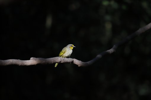 29 Stripe-throated Bulbul.JPGRoger Christophe