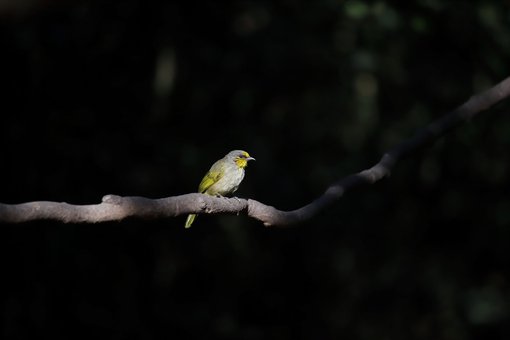 29 Stripe-throated Bulbul Roger Christopher.JPG