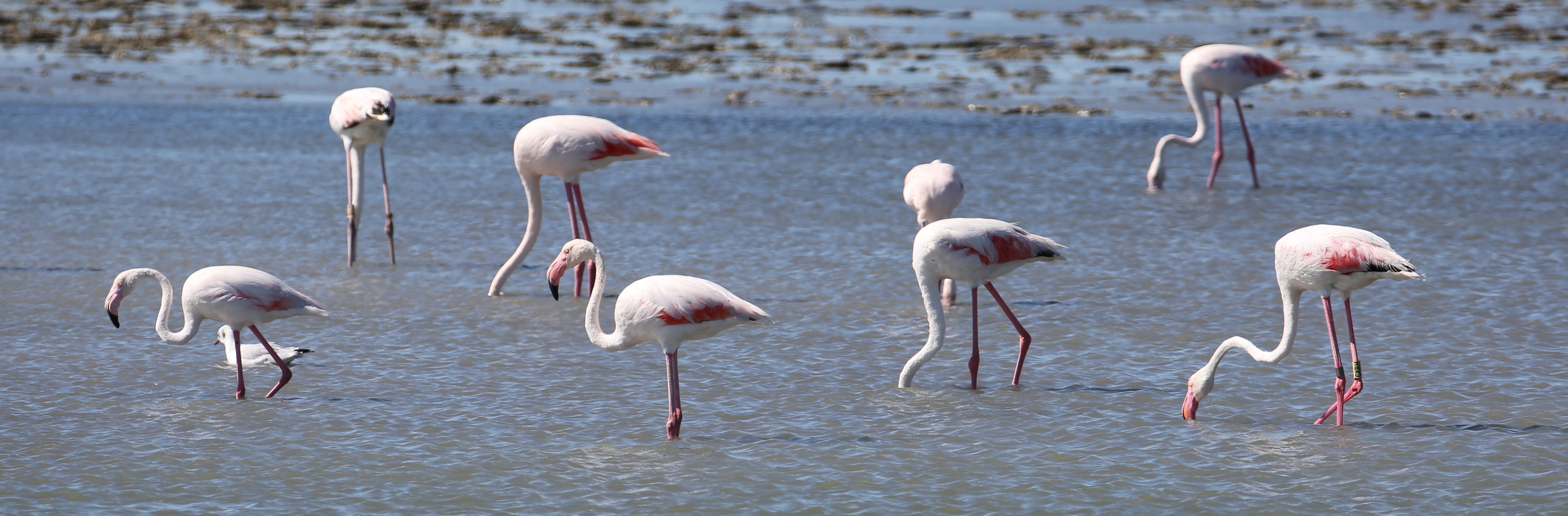 Greater Flamingoes CPC 2J8A9844.jpg