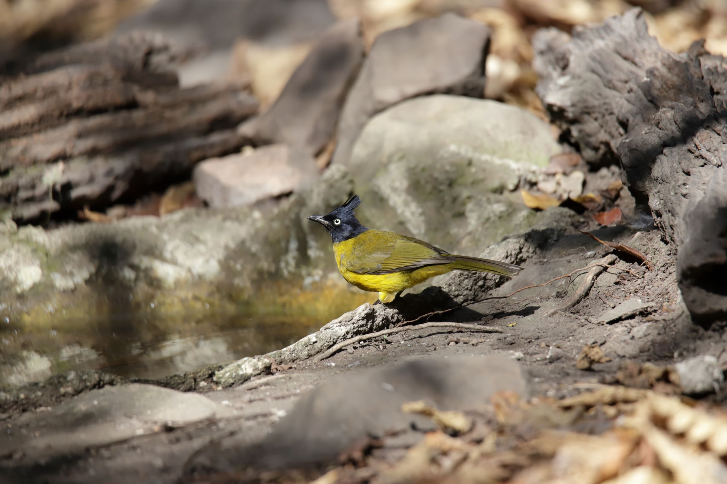 30 Black-crested Bulbul Roger Christopher.JPG