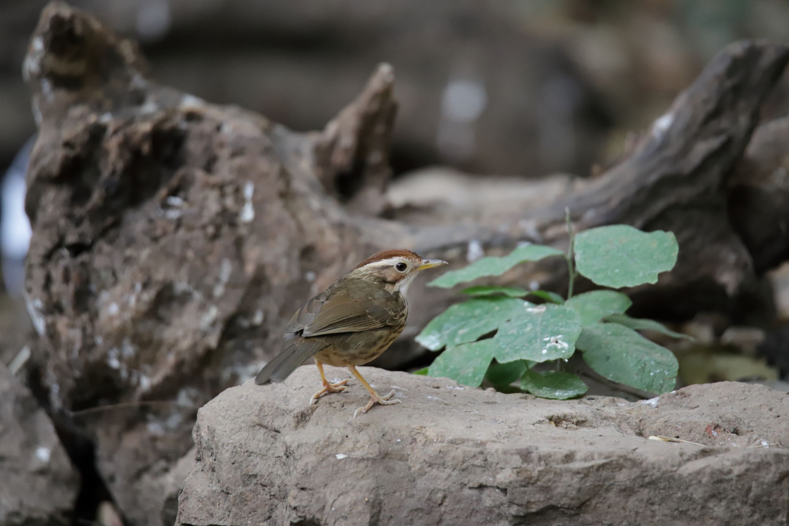 32 Puff-throated Babbler Roger Christopher.JPG