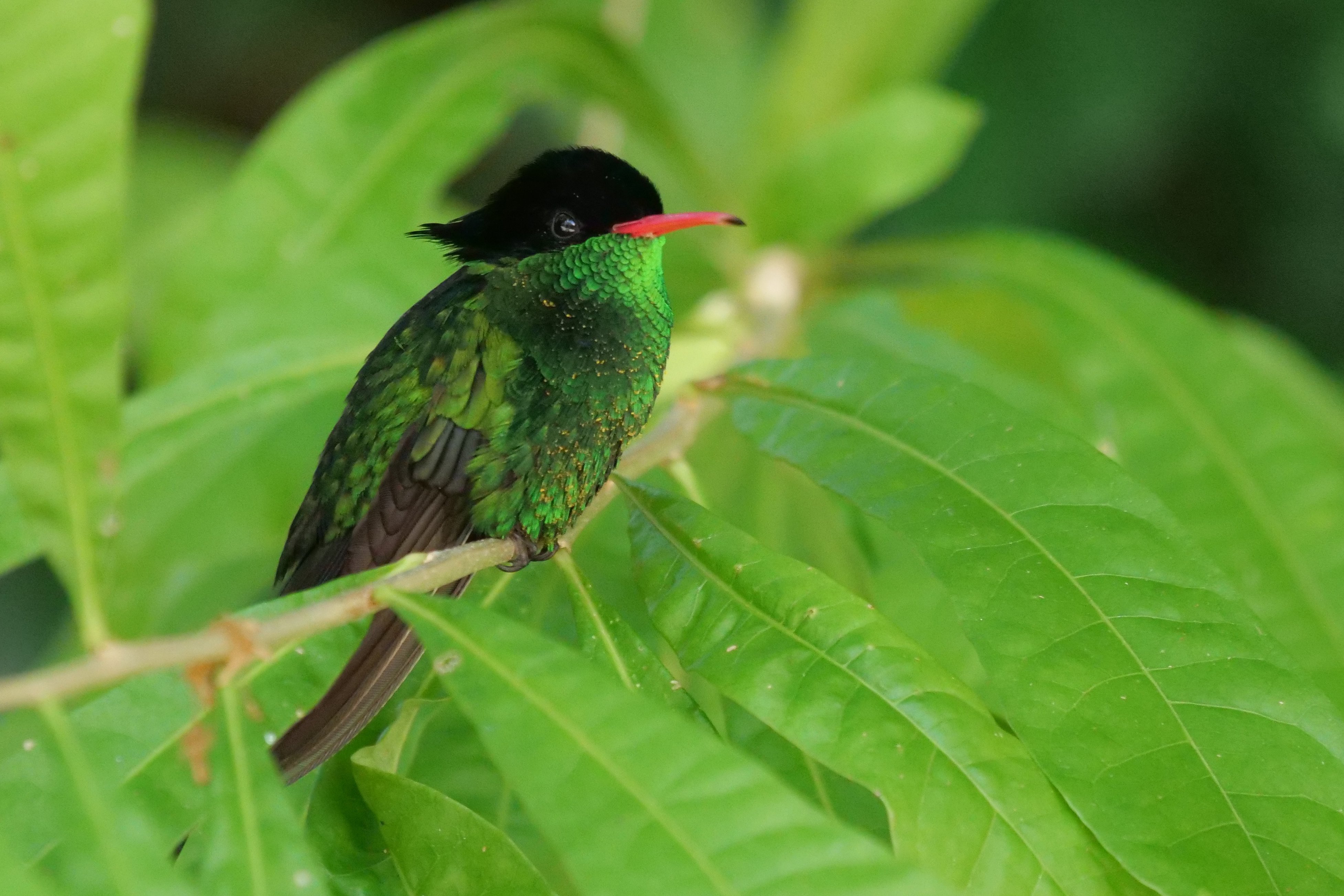 Red-billed Streamertail, Jamaica © Stu Elsom46920960055_dbeef2041e_o.jpg