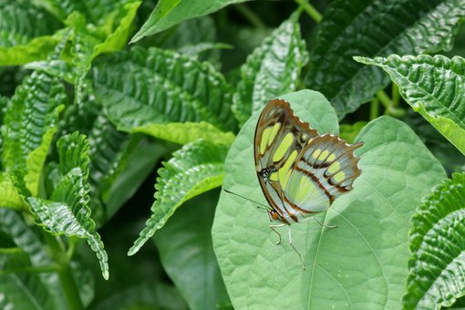 Malachite Butterfly, Jamaica © Stu Elsom 46920963745_da216c164c_o.jpg