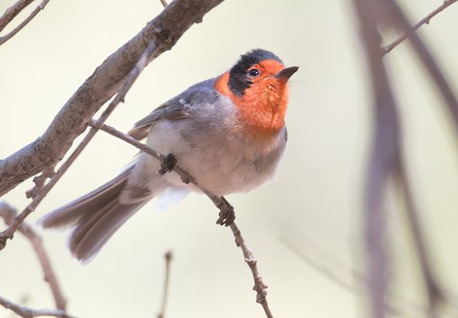 Red-faced Warbler © Chris Charlesworth 52870777837_c0021c7a9e_o-topaz-denoise