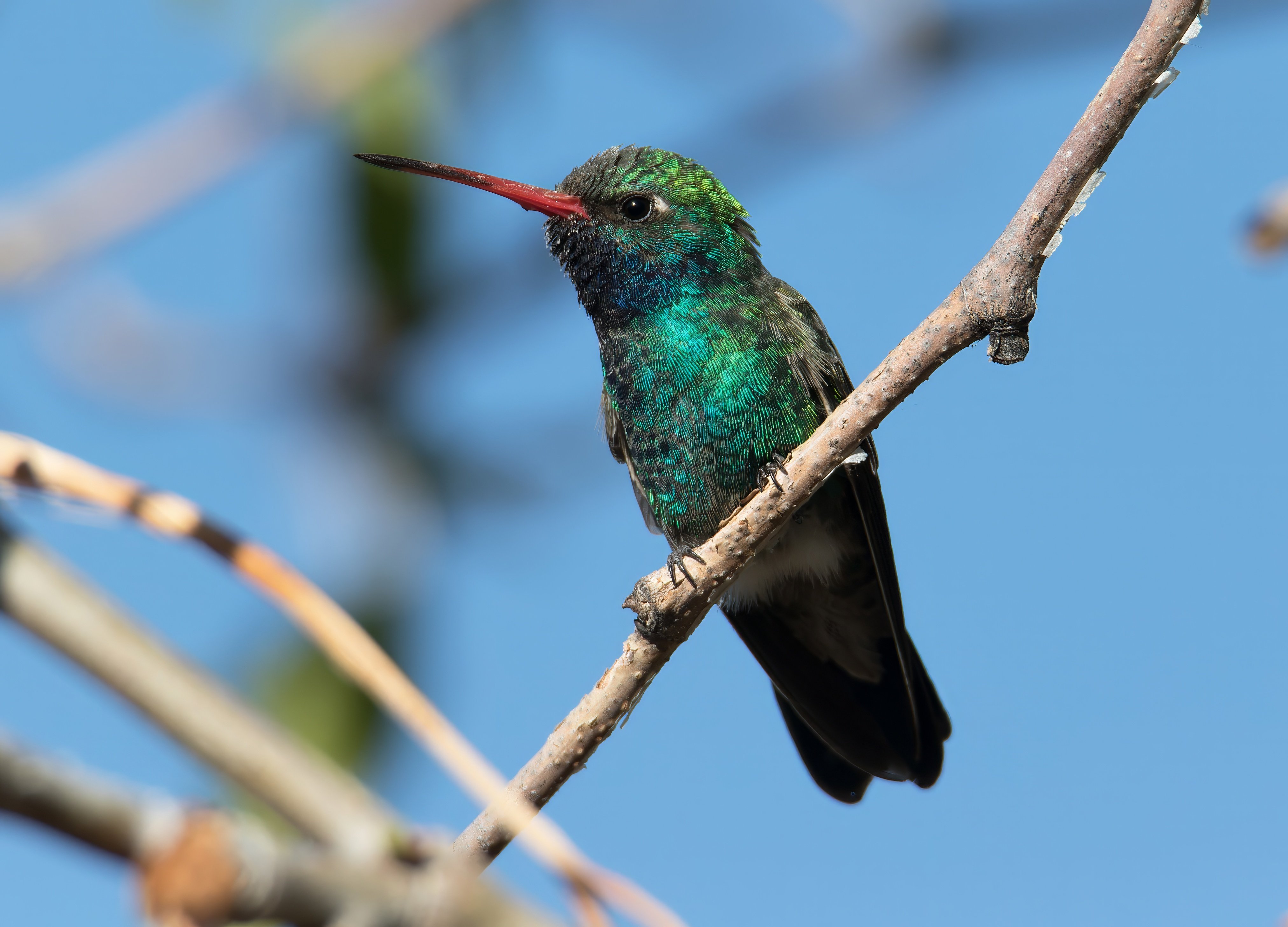 Broad-billed Hummingbird © Chris Charlesworth 52879764615_77c5b9dbba_o-topaz-denoise