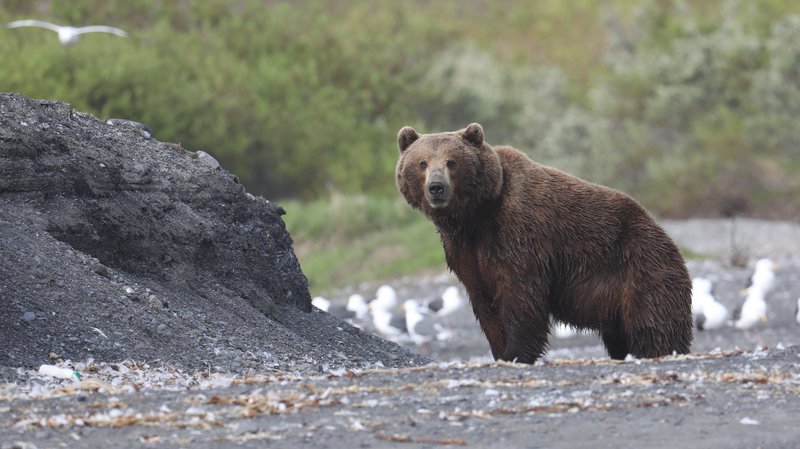 Brown Bear, Russia © Chris Collins 6S4A1052.JPG