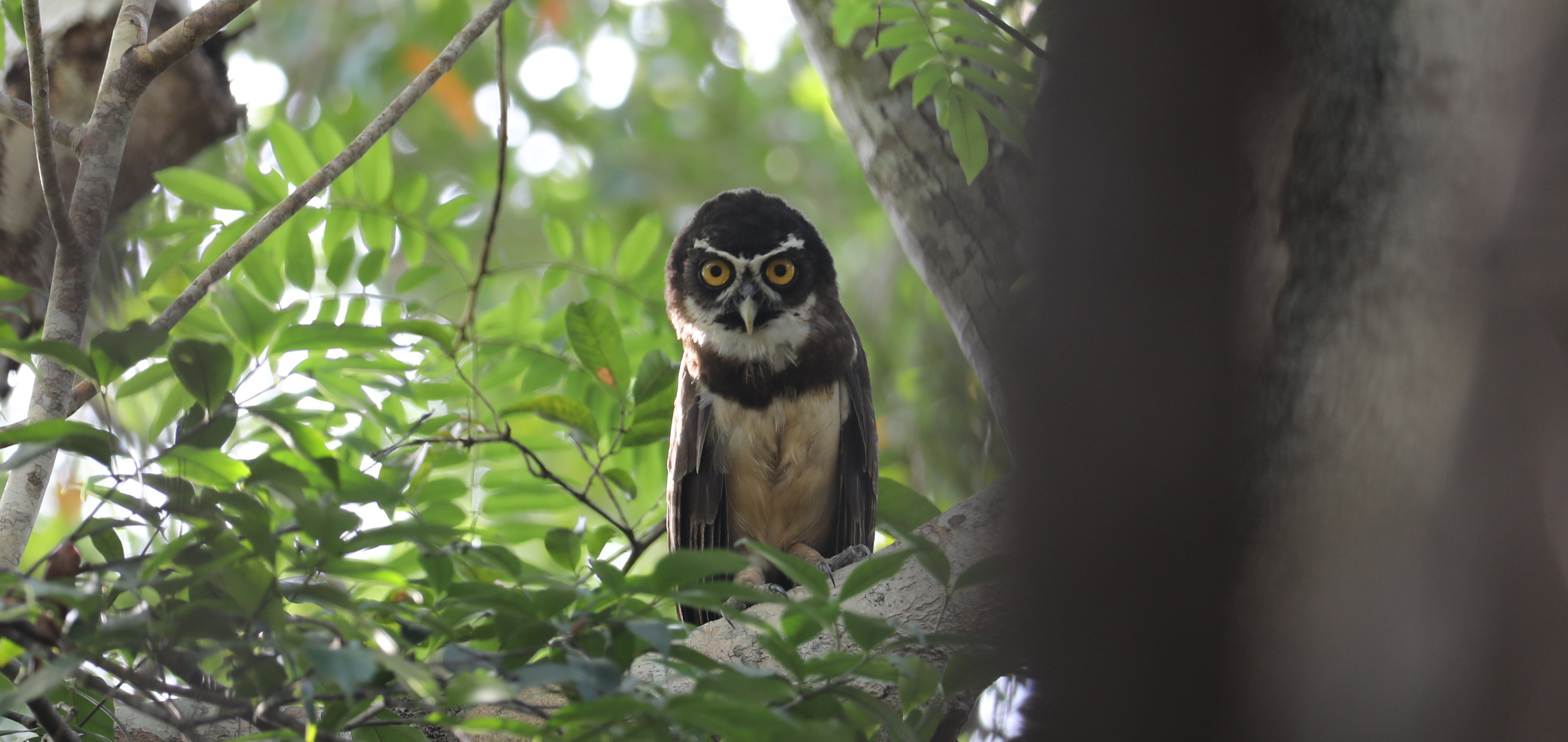 Spectacled Owl CPC 6S4A1498 PSP crop.jpg