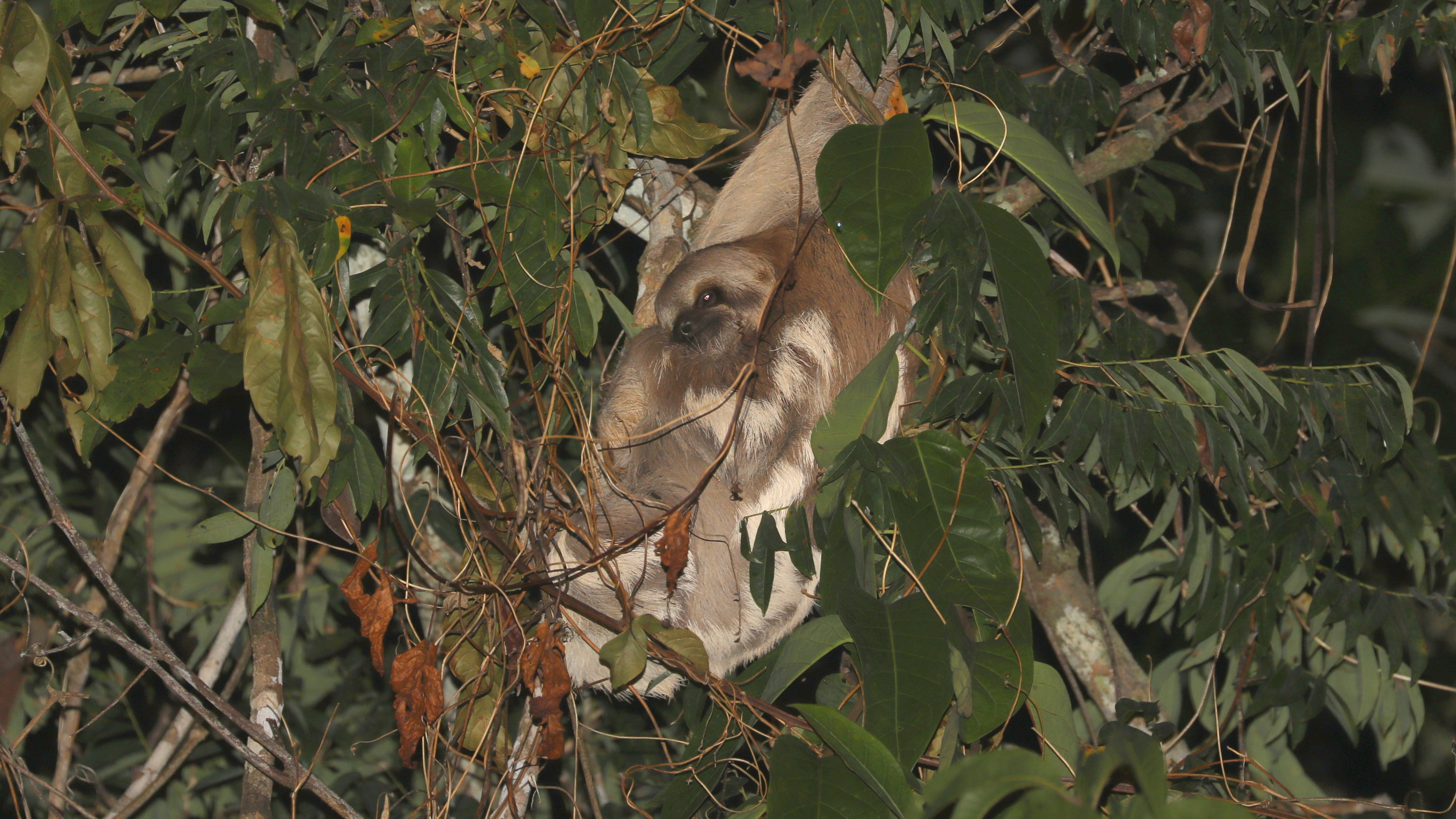 Three-toed (Brown-throated) Sloth CPC 6S4A1922.JPG