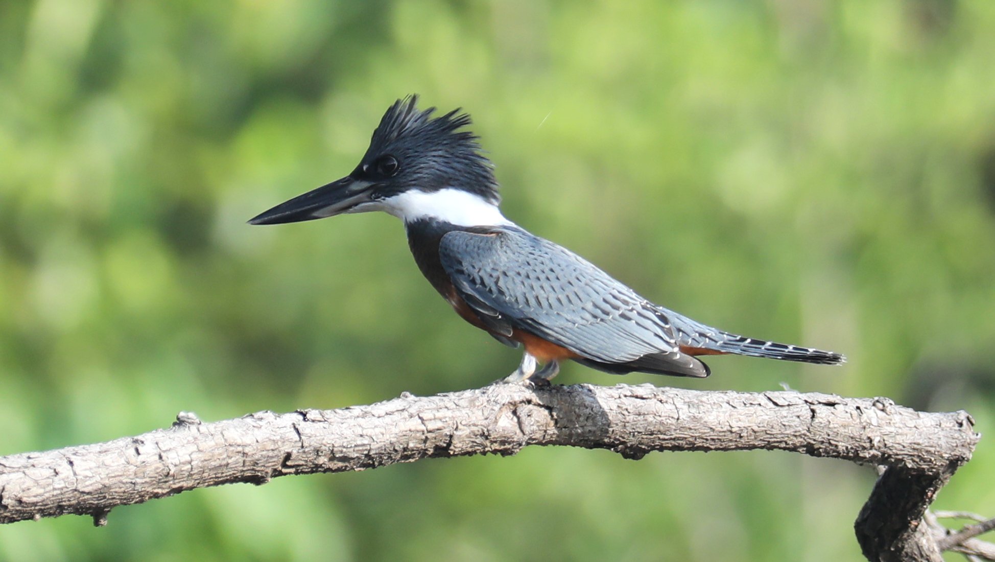 Ringed Kingfisher CPC 6S4A1953.JPG