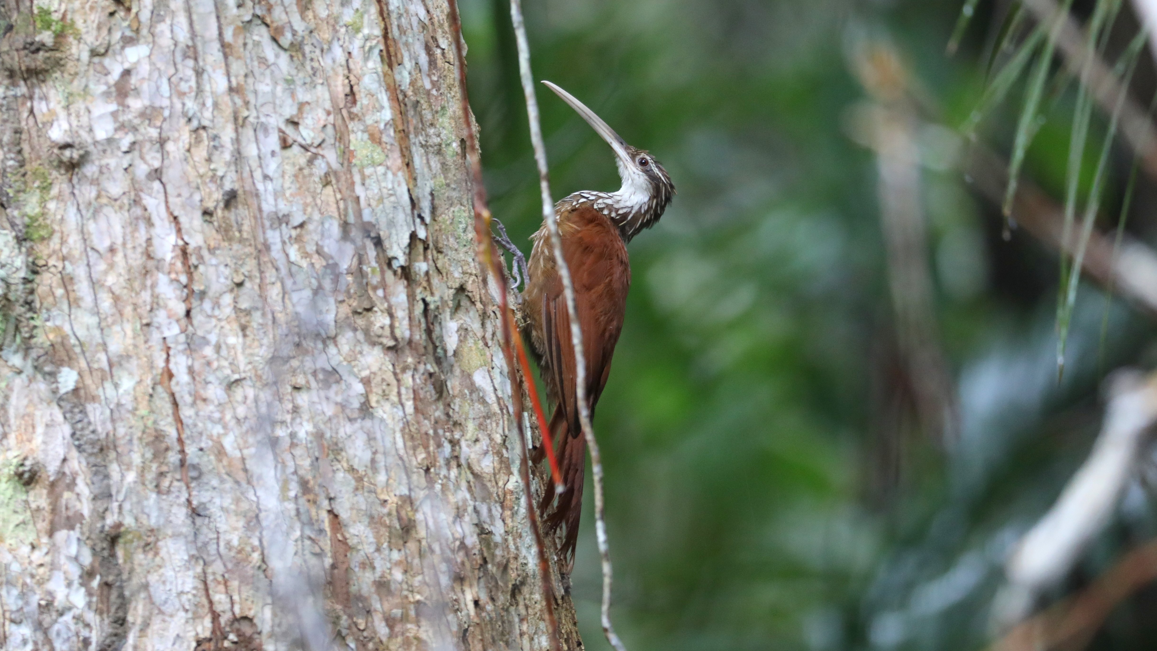 Long-billed Woodcreeper CPC 6S4A5664.JPG