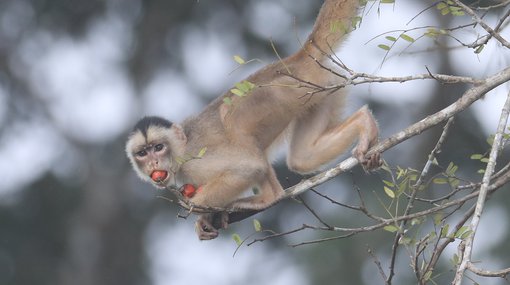 Spix's White-fronted Capuchin CPC 6S4A6652.JPG