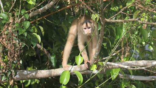 Spix's White-fronted Capuchin CPC 6S4A6681.JPG