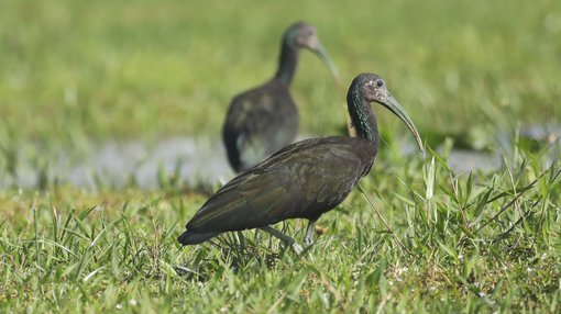 Green Ibis CPC 6S4A6741.JPG