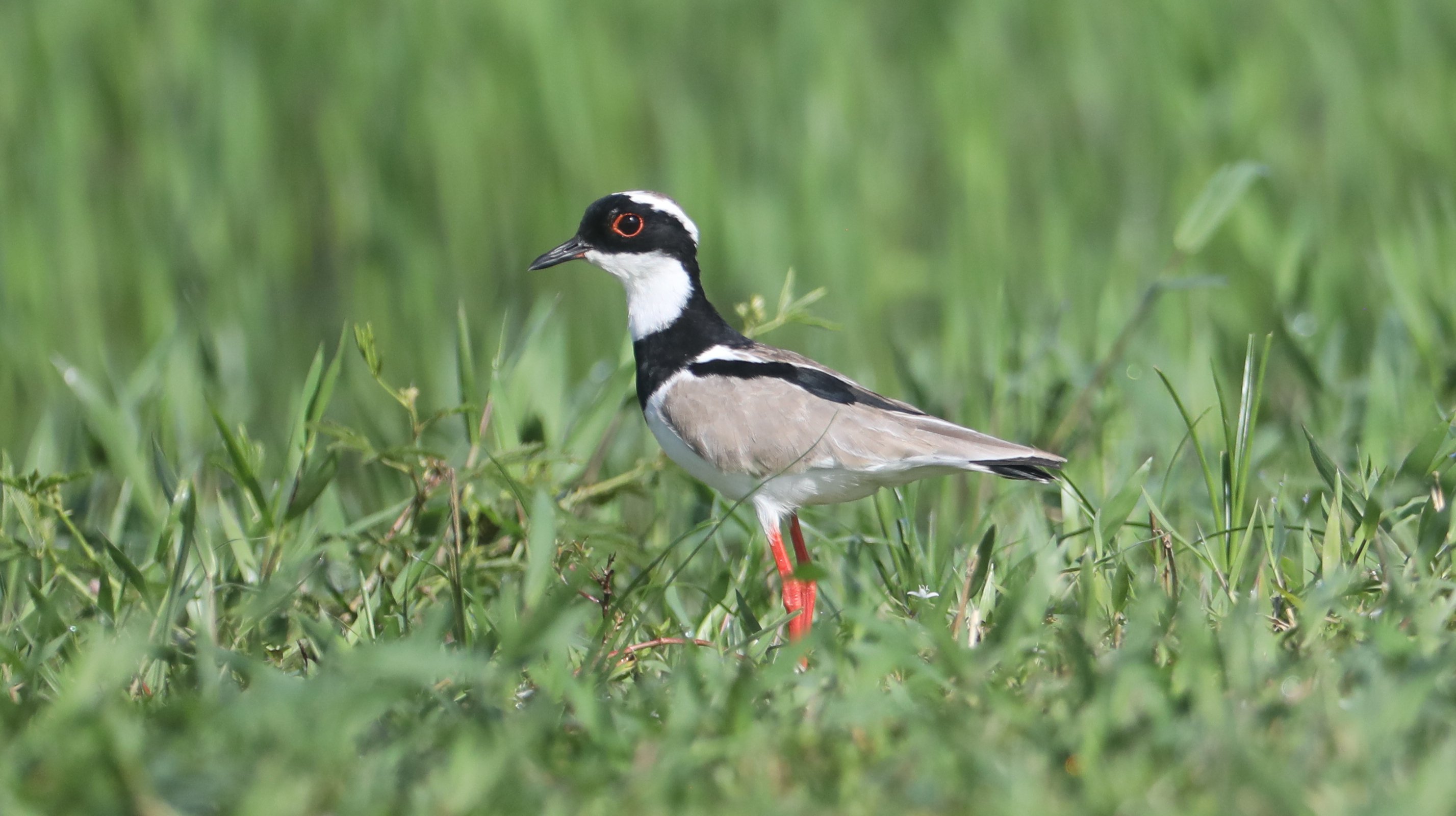 Pied Plover CPC 6S4A6778.JPG