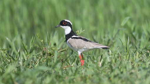 Pied Plover CPC 6S4A6778.JPG