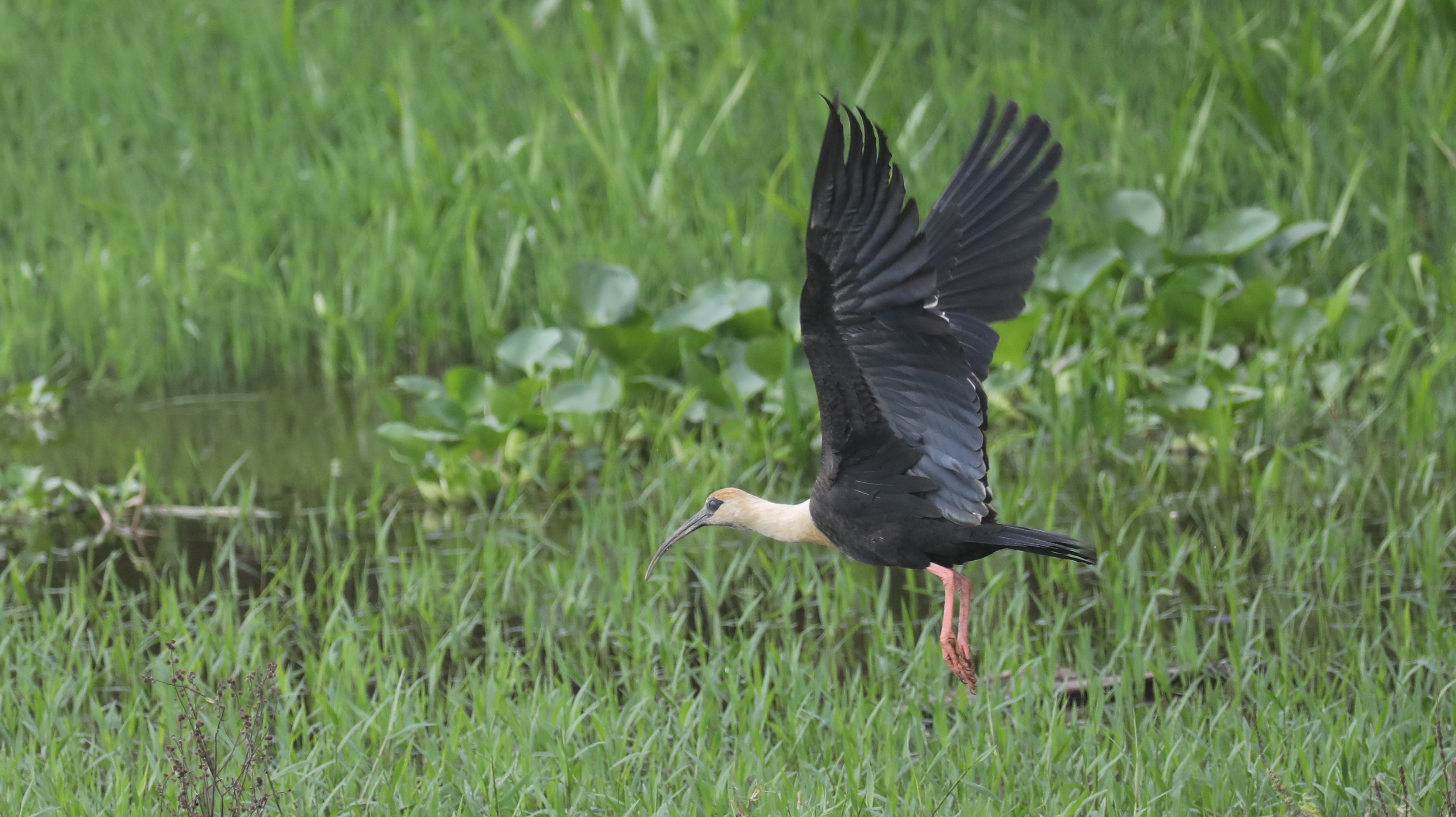 Buff-necked Ibis CPC 6S4A6805.JPG