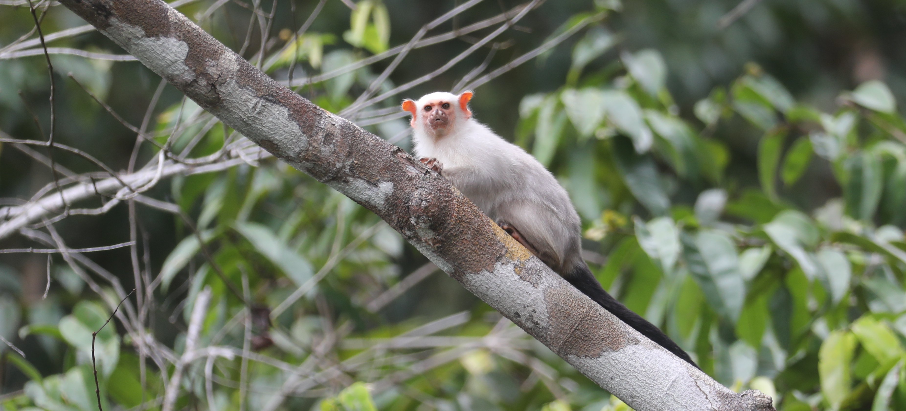 Silvery Marmoset CPC 6S4A8793 edited.jpg