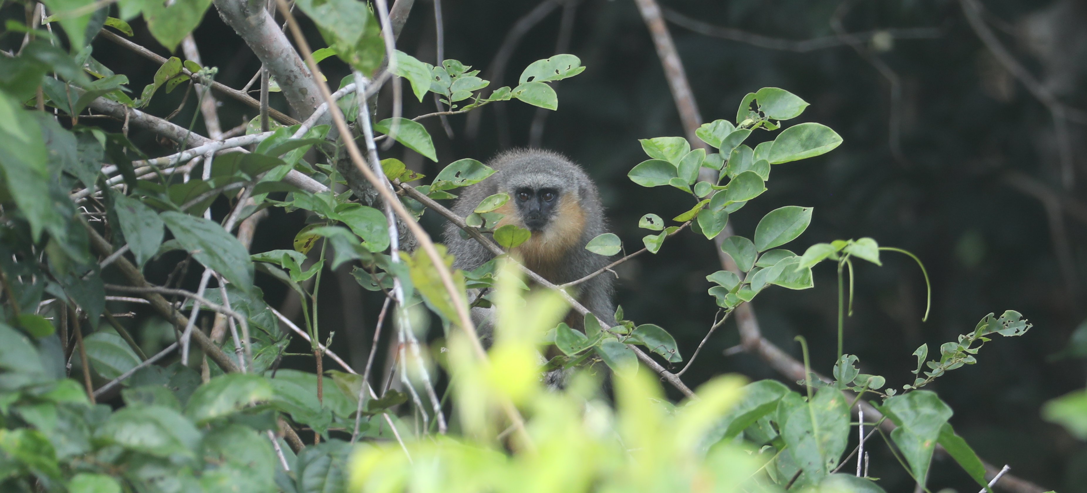 Red-bellied Titi CPC 6S4A8821 edited.jpg