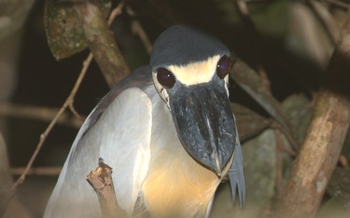 Boat-billed Heron CPC AM2A7654.jpg