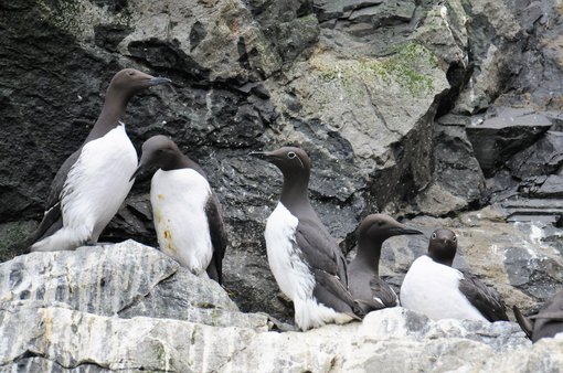 Guillemots including the 'bridled' from © Aaron Russ ARR_7565